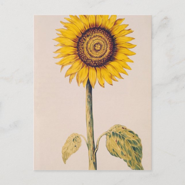 Sunflower or Helianthus Postcard (Front)