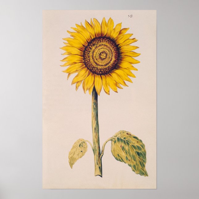 Sunflower or Helianthus Poster (Front)