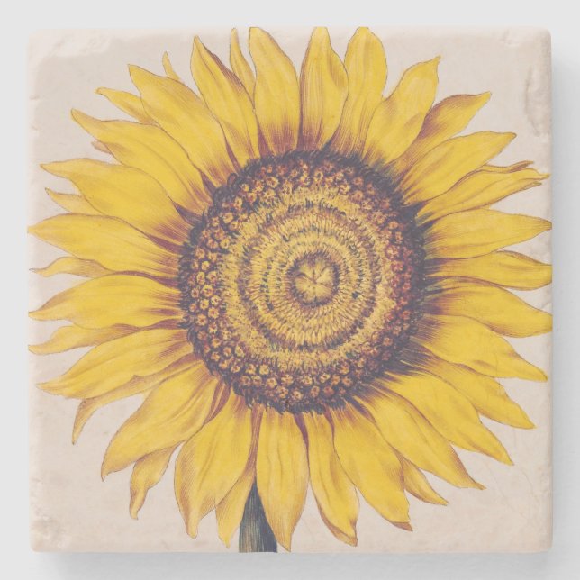 Sunflower or Helianthus Stone Coaster (Front)