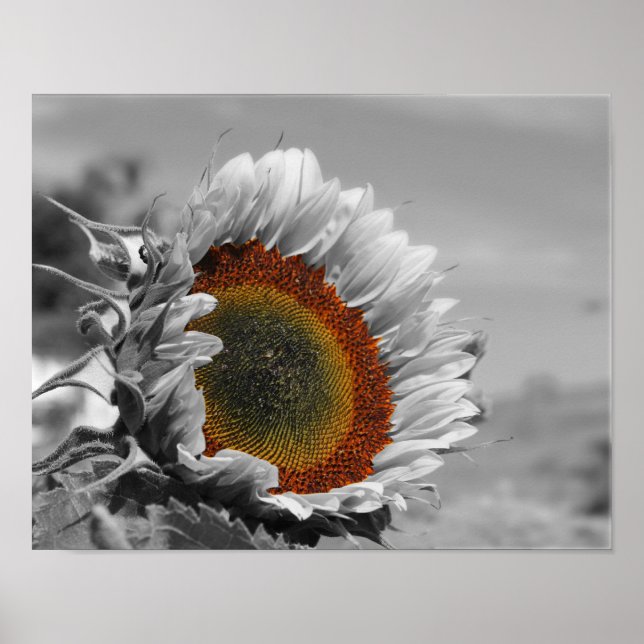 Sunflower Partial Color Flower Poster (Front)