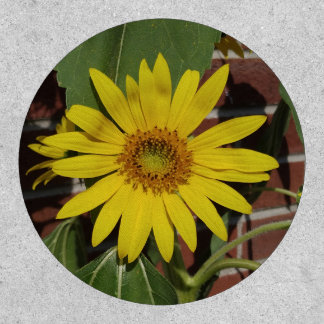 Sunflower Patch