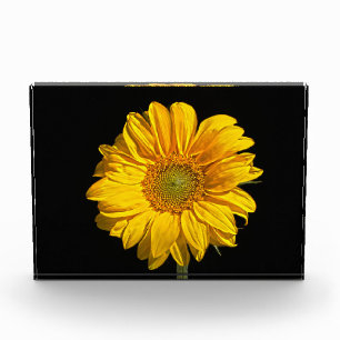 Sunflower pbcna photo block