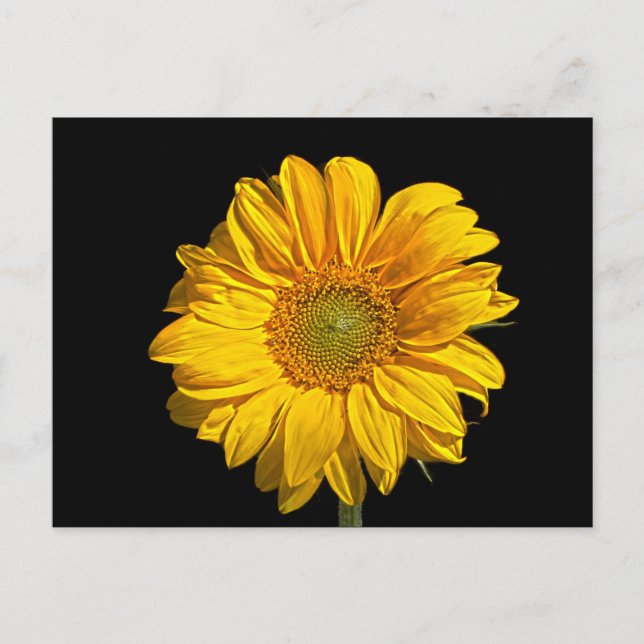 Sunflower pca postcard (Front)