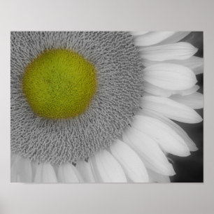 Sunflower Petals Black And White Partial Color Poster