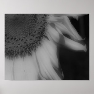 Sunflower Petals Close Up Black And White Poster