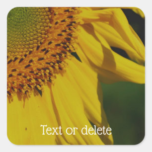 Sunflower Petals Flower Personalized Square Sticker