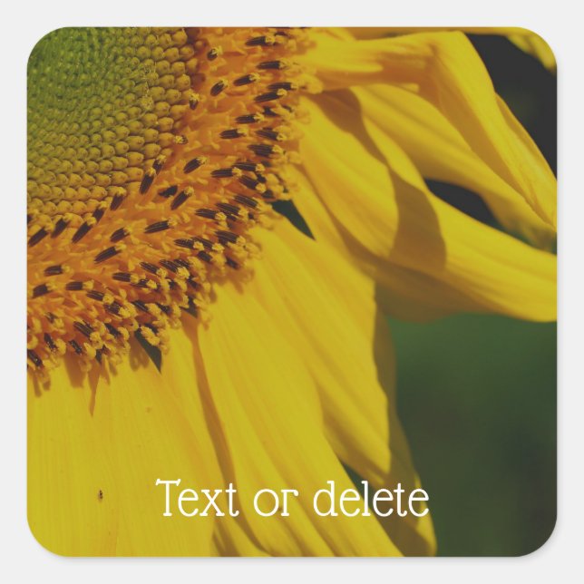 Sunflower Petals Flower Personalized Square Sticker (Front)