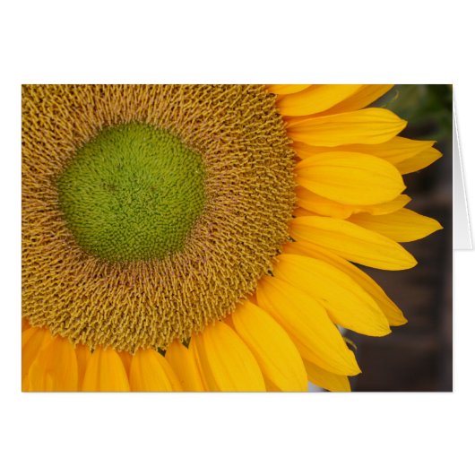 Sunflower Petals Flower Photography Card (Front Horizontal)