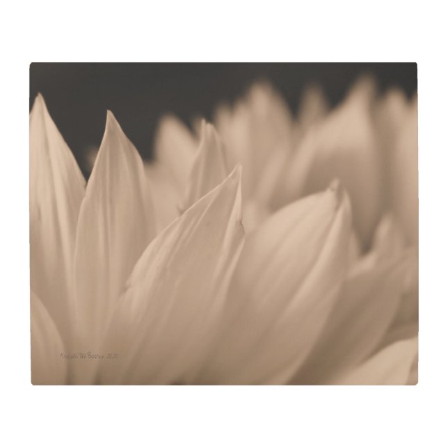 Sunflower Petals in Sepia Tone  Metal Print (Front)