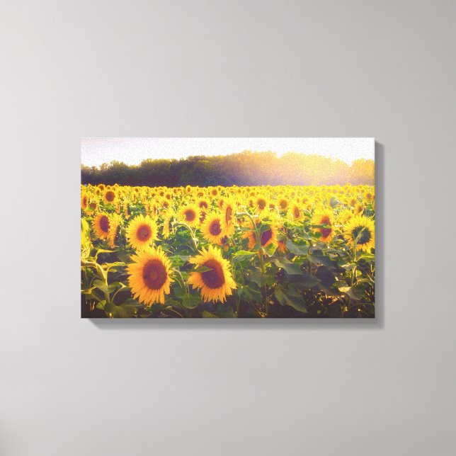 Sunflower Photo Canvas Print (Front)