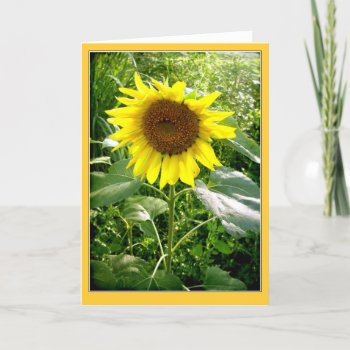 Sunflower Photo Greeting Card by sunshinephotos at Zazzle