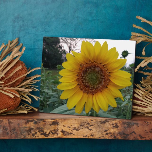 Sunflower Photo Plaque 8x10 with Stand for Display (Side)
