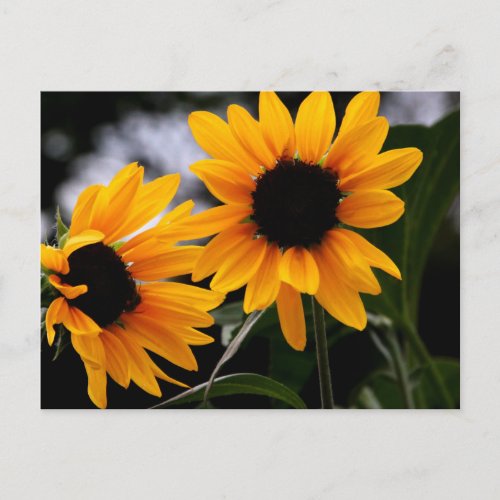 Sunflower Photo Postcard