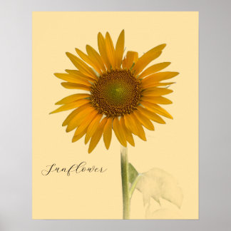 Sunflower Photo Poster 