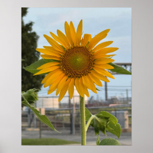Sunflower Photo Poster