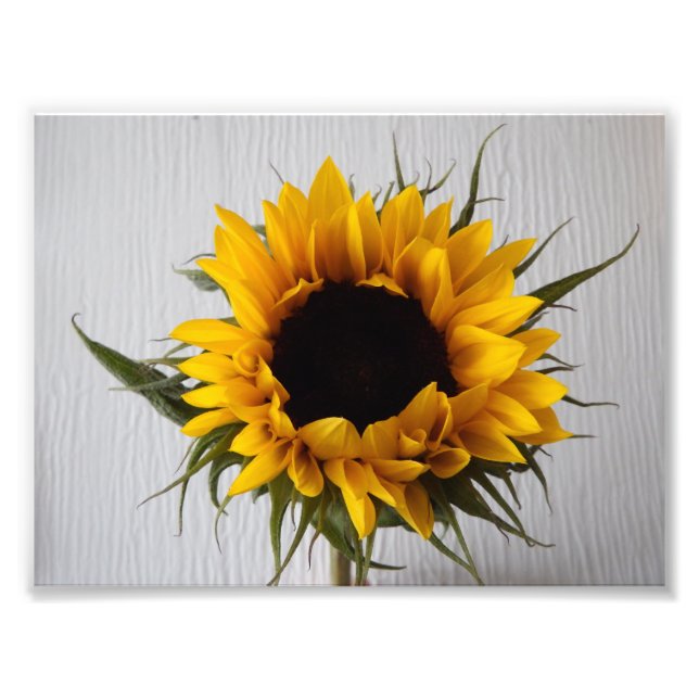 Sunflower Photo Print (Front)