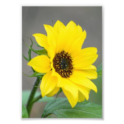 Sunflower Photo Print