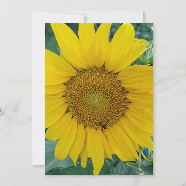 Sunflower Photo Thank You Card (Front)