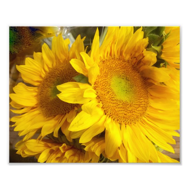 Sunflower photograph (Front)