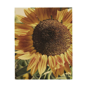 Sunflower Photograph Beautiful Wood Wall Art