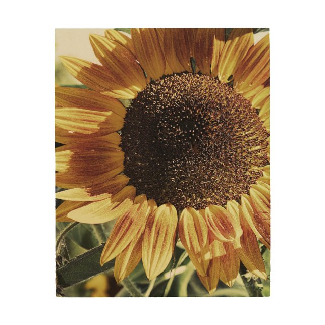 Sunflower Photograph | Beautiful Wood Wall Art (Front)