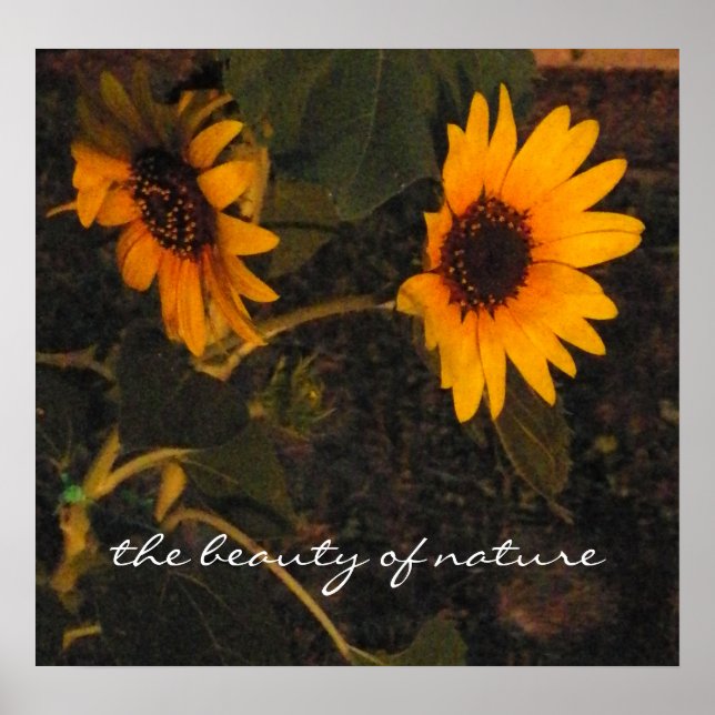 Sunflower Picture Poster (Front)
