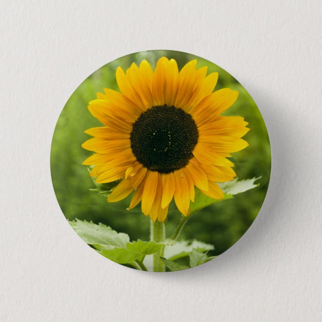 Sunflower Pinback Button (Front)
