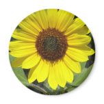 Sunflower Plant Round Magnet