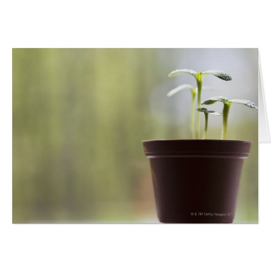 Sunflower plants sprouting in pot (Front Horizontal)