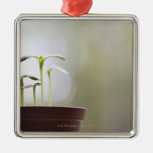 Sunflower plants sprouting in pot 2 metal ornament (Front)