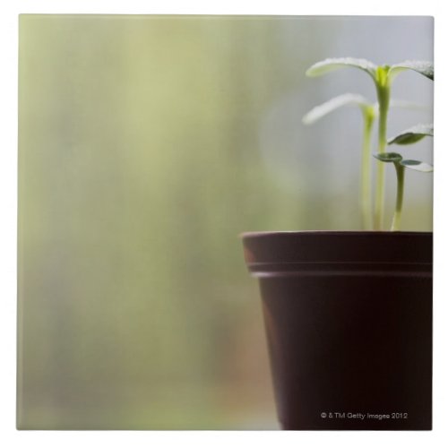 Sunflower plants sprouting in pot tile