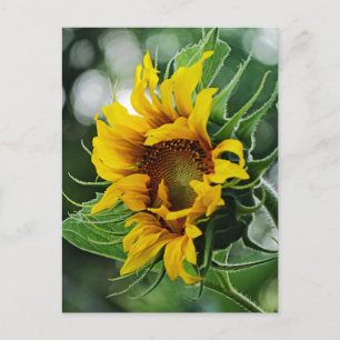 Sunflower Postcard