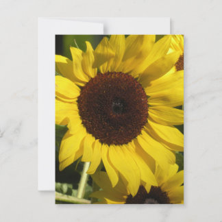 Sunflower Postcard
