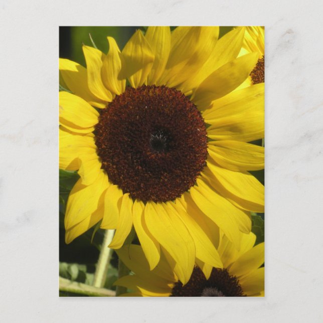 Sunflower Postcard (Front)