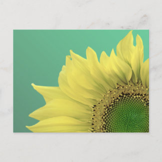 Sunflower Postcard
