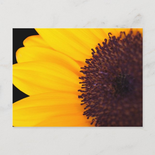 Sunflower Postcard (Front)