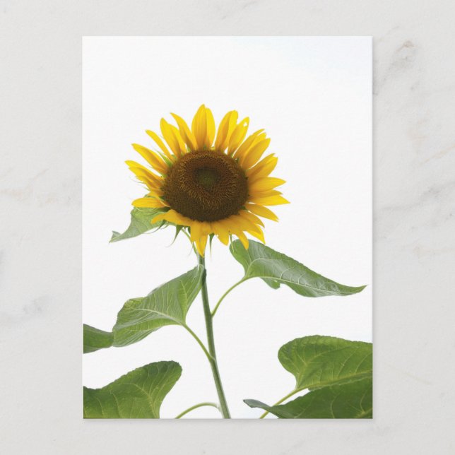 Sunflower Postcard (Front)