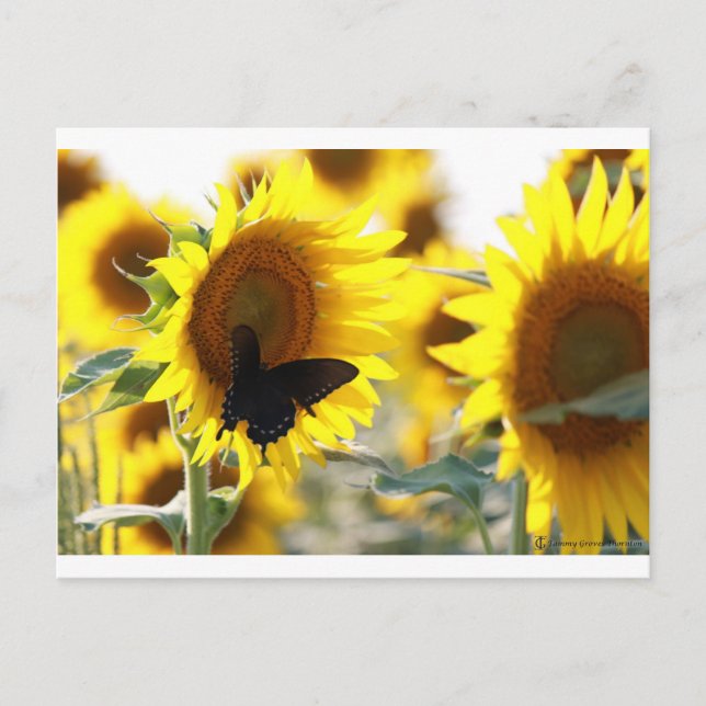 Sunflower Postcard (Front)