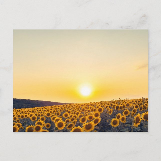 Sunflower Postcard (Front)