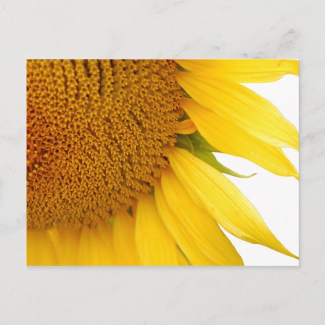 Sunflower Postcard (Front)