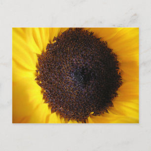 Sunflower Postcard