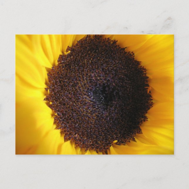 Sunflower Postcard (Front)