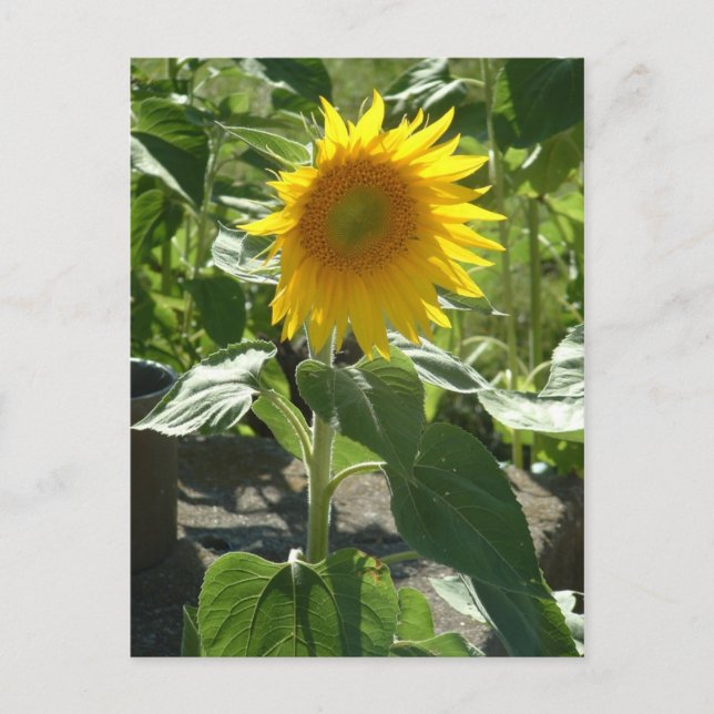 sunflower postcard (Front)