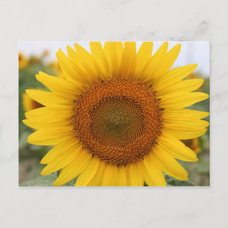 Sunflower Postcard
