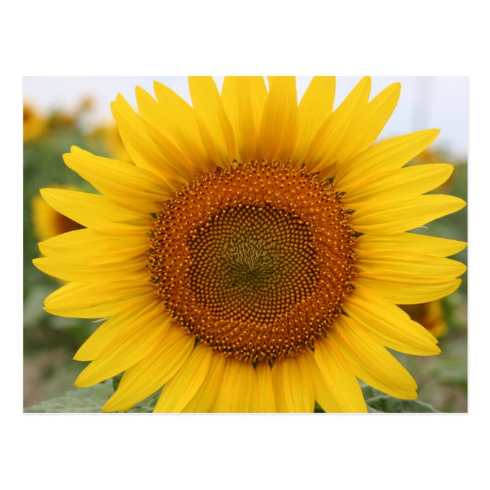 Sunflower Postcard | Zazzle.com