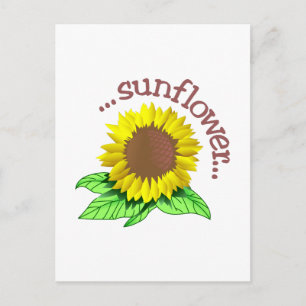 Sunflower Postcard