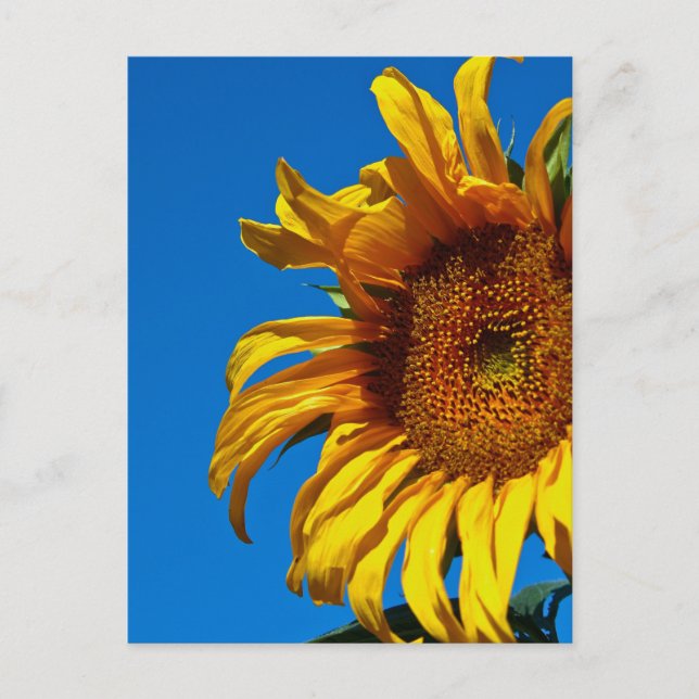 Sunflower - Postcard (Front)