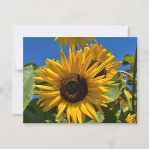 Sunflower Postcard