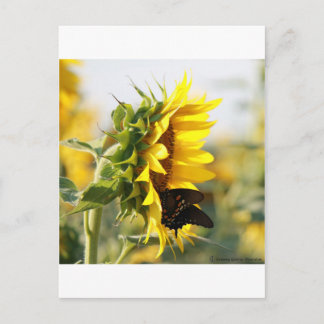 Sunflower Postcard