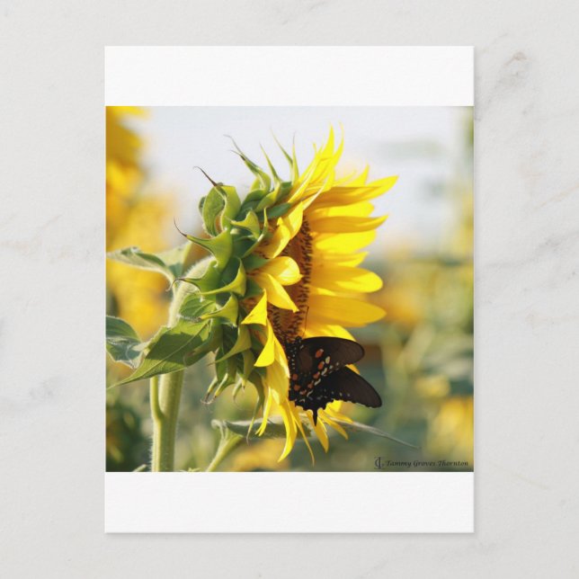 Sunflower Postcard (Front)